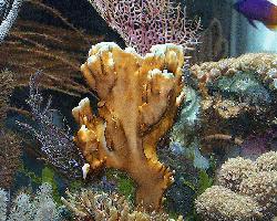 Vue rapprochée du corail de feu de Julian (Millepora sp.)